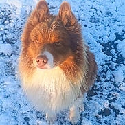 Nino participe au concours pour gagner de l'argent avec cette photo : dog, snow, outdoor, fluffy, brown_fur, white_fur, pet, canine, winter, sunlight, animal, cold, fur, sitting, nature, snowflakes, portrait, cute, daylight, background