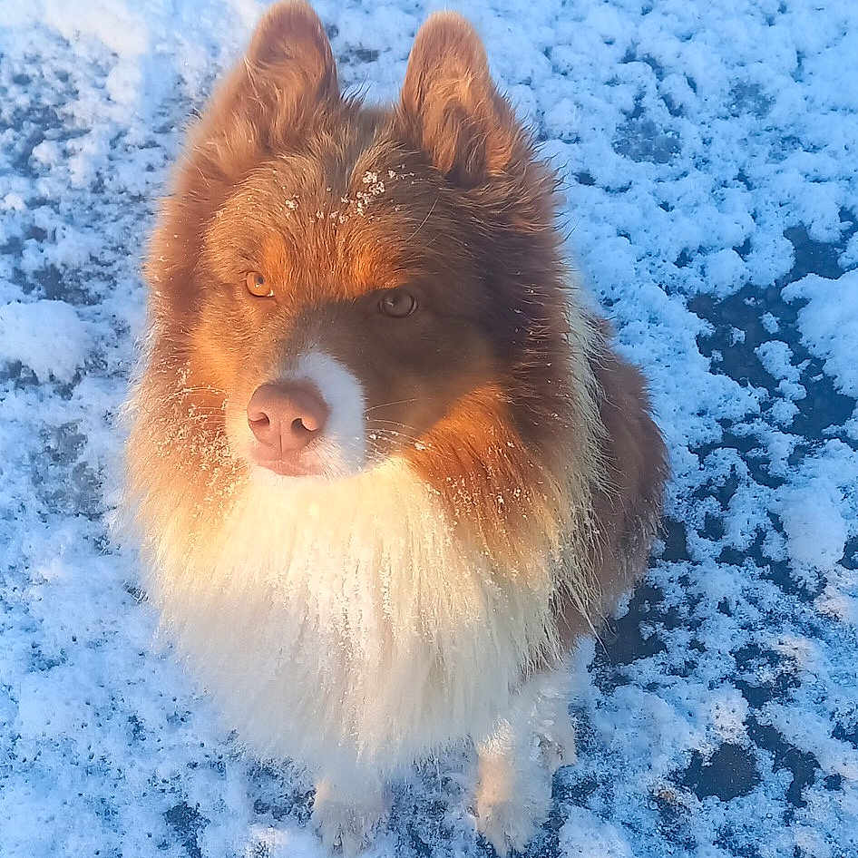 Nino participe au concours pour gagner de l'argent avec cette photo : animal, background, brown_fur, canine, cold, cute, daylight, dog, fluffy, fur, nature, outdoor, pet, portrait, sitting, snow, snowflakes, sunlight, white_fur, winter