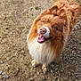 Nino participe au concours pour gagner de l'argent avec cette photo : animal, brown_coat, canine, dirt, dog, ears, fluffy, friendly, fur, grass, happy, looking_up, mouth_open, outdoor, pet, rocks, smiling, tail, tongue, white_coat