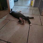 Simba a rejoint le concours — aidez-le/la à gagner de superbes lots ! cat, cats, tabby_cat, pet, animal, lying_down, sprawled, relaxed, sleepy, indoor, tile_floor, hallway, home, doorway, kitchen, background, striped_fur, white_paws, photography, watermark
