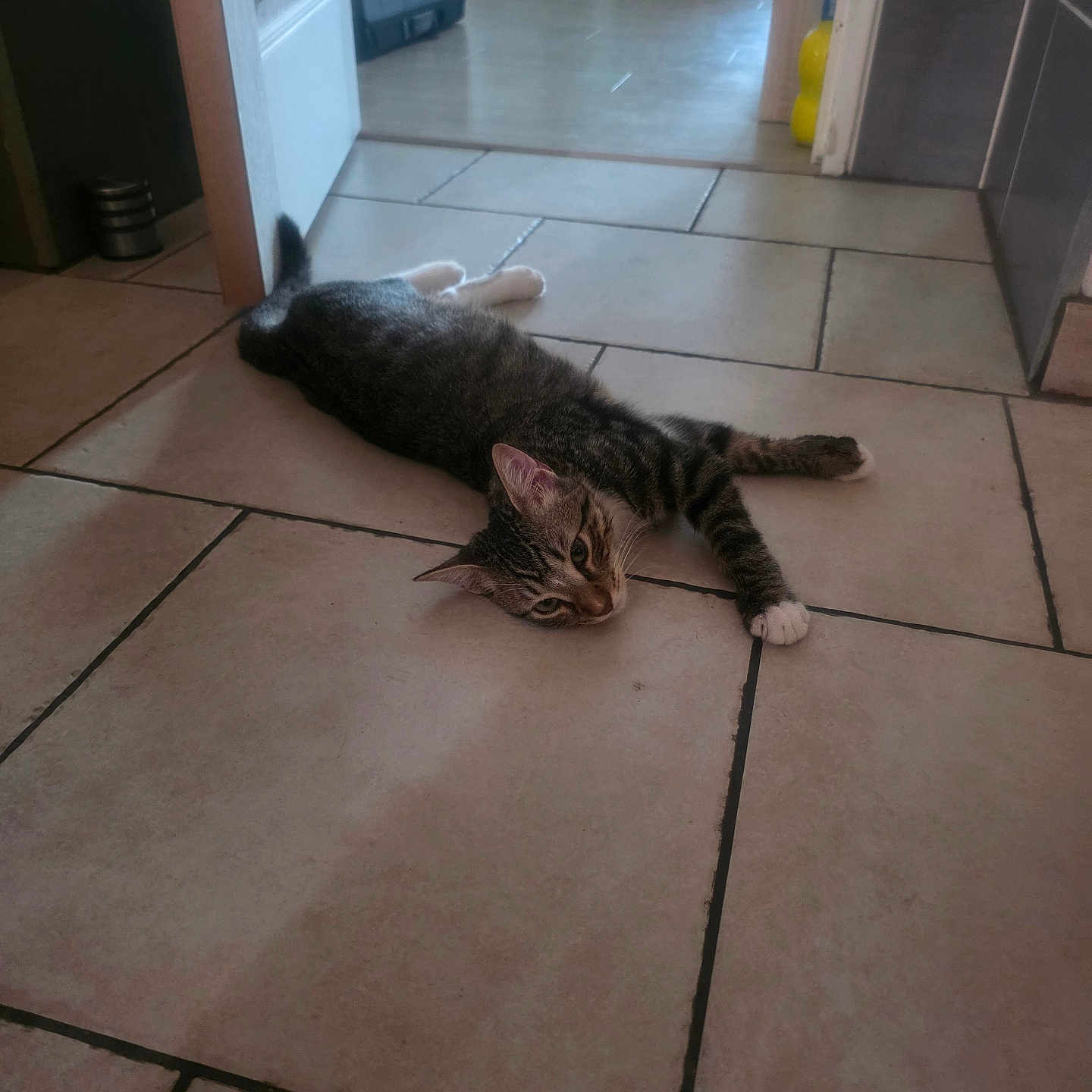 Simba a rejoint le concours — aidez-le/la à gagner de superbes lots ! cat, cats, tabby_cat, pet, animal, lying_down, sprawled, relaxed, sleepy, indoor, tile_floor, hallway, home, doorway, kitchen, background, striped_fur, white_paws, photography, watermark