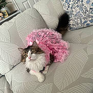 Arya is registered to the contest to win money with this photo: animal, black, brown, cat, costume, couch, curious, cute, decorative_pillow, feline, fluffy, green_eyes, home, indoor, leaf_pattern, pet, pink_tutu, relaxed, soft_fur, white