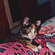 Natasha joined the competition — help win amazing prizes! alert, animal, bed, blanket, calico, cat, colorful, cute, domestic, feline, fur, hello_kitty, indoor, kitten, patterned, pet, pink, resting, whiskers, young