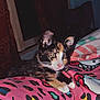 alert, animal, bed, blanket, calico, cat, colorful, cute, domestic, feline, fur, hello_kitty, indoor, kitten, patterned, pet, pink, resting, whiskers, young