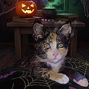 Natasha joined the competition — help win amazing prizes! bats, books, calico, cat, cauldron, cushion, fog, halloween, haunted_house, indoor, jack_o_lantern, kitten, moon, pumpkin, skeleton_hands, spiders, spiderweb, table, window, wooden_floor