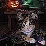 bats, books, calico, cat, cauldron, cushion, fog, halloween, haunted_house, indoor, jack_o_lantern, kitten, moon, pumpkin, skeleton_hands, spiders, spiderweb, table, window, wooden_floor