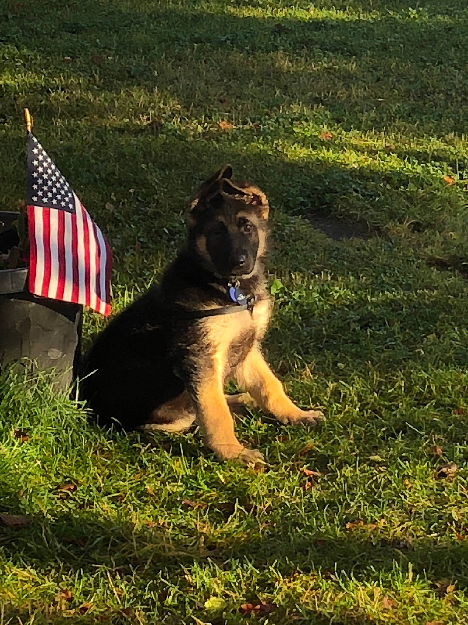 Ludo is registered to the contest to win money with this photo: canidae, carnivore, companion_dog, dog, dog_breed, fawn, flag, flag_of_the_united_states, grass, grassland, lawn, mammal, meadow, people_in_nature, plant, snout, sunglasses, tail, terrestrial_animal, working_animal