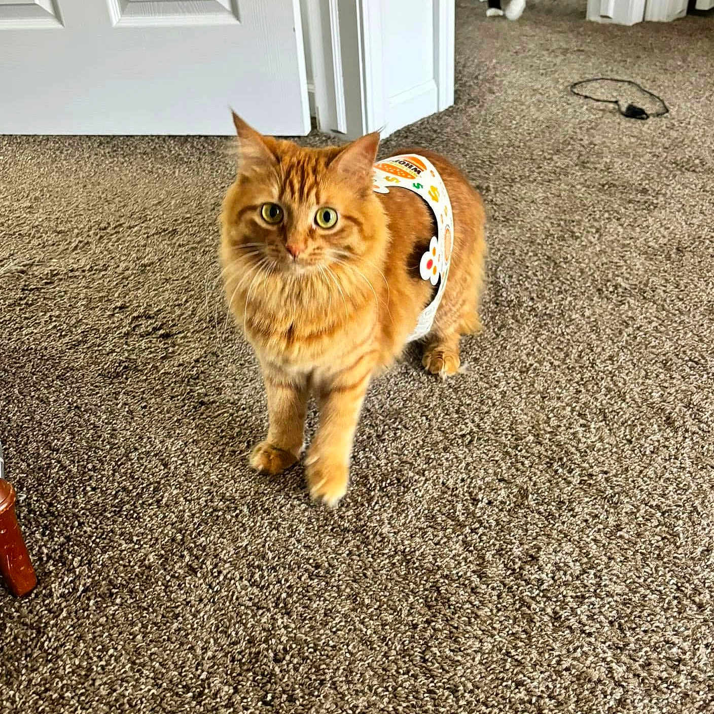 Syrax-Averi joined the competition — help win amazing prizes! abyssinian, accessories, animal, canine, cat, document, hardwood, indoors, interiordesign, kitten, manx, pet, racket, receipt, sport, stainedwood, strap, tennis, tennisracket, wood