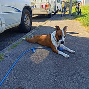 Shiva participe au concours pour gagner de l'argent avec cette photo : dog, brown_and_white, lying_down, outdoors, sidewalk, pavement, blue_leash, collar, parked_vehicle, van, motorhome, bicycle, street, residential, sunlight, shadow, grass, portrait, relaxed, pet