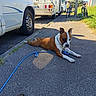 dog, brown_and_white, lying_down, outdoors, sidewalk, pavement, blue_leash, collar, parked_vehicle, van, motorhome, bicycle, street, residential, sunlight, shadow, grass, portrait, relaxed, pet