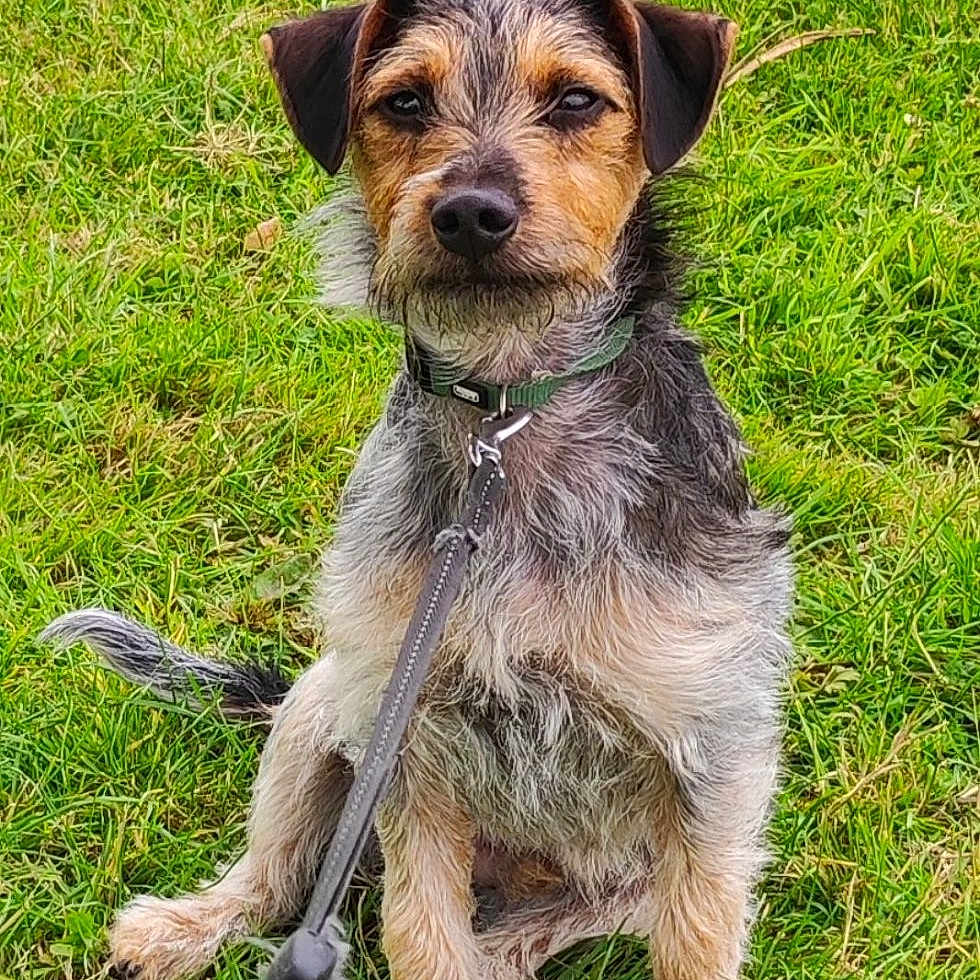 Tywenn participe au concours pour gagner de l'argent avec cette photo : accessories, animal, canine, clothing, dog, field, grass, grassland, green, lawn, leash, nature, outdoors, pet, plant, puppy, strap, terrier, vegetation, yard