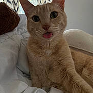 Tuna is registered to the contest to win money with this photo: cat, orange_tabby, tongue_out, pet, indoor, blanket, cozy, curtains, window, fur, whiskers, close_up, cute, playful, relaxed, animal, bed, resting, home, soft