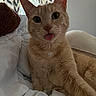 cat, orange_tabby, tongue_out, pet, indoor, blanket, cozy, curtains, window, fur, whiskers, close_up, cute, playful, relaxed, animal, bed, resting, home, soft