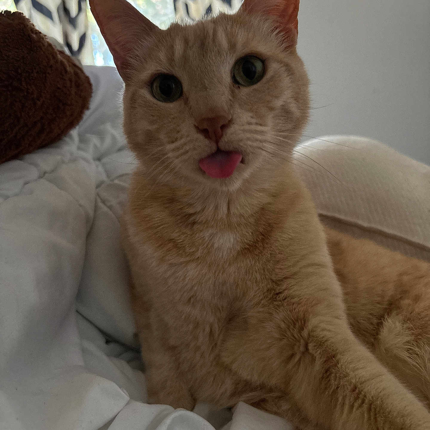 Tuna is registered to the contest to win money with this photo: cat, orange_tabby, tongue_out, pet, indoor, blanket, cozy, curtains, window, fur, whiskers, close_up, cute, playful, relaxed, animal, bed, resting, home, soft