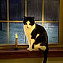 cat, tuxedo_cat, window, candle, windowsill, indoor, pet, black_and_white, whiskers, eyes, tail, wood, night, yard, grass, cozy, portrait, staring, lighting, home_interior