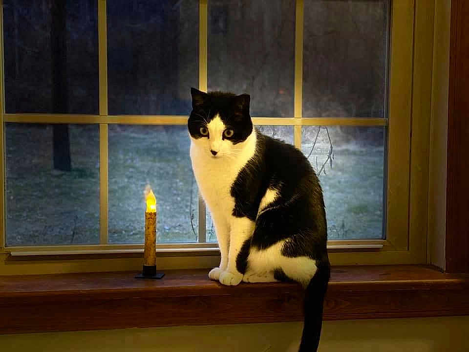 Cash is registered to the contest to win money with this photo: cat, tuxedo_cat, window, candle, windowsill, indoor, pet, black_and_white, whiskers, eyes, tail, wood, night, yard, grass, cozy, portrait, staring, lighting, home_interior