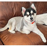 Chunk joined the competition — help win amazing prizes! dog, puppy, husky, siberian_husky, pet, canine, white_fur, black_fur, red_collar, pointed_ears, brown_couch, leather, indoors, living_room, lying_down, sitting, portrait, animal, companion, iphone_screenshot