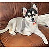 dog, puppy, husky, siberian_husky, pet, canine, white_fur, black_fur, red_collar, pointed_ears, brown_couch, leather, indoors, living_room, lying_down, sitting, portrait, animal, companion, iphone_screenshot