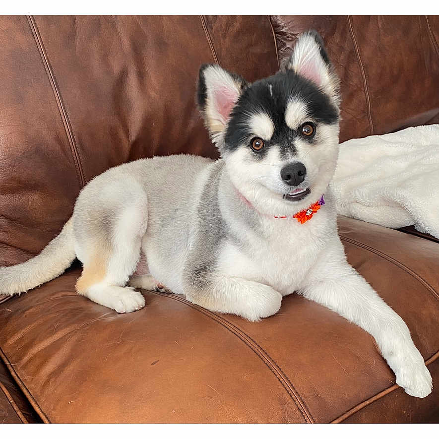 Chunk joined the competition — help win amazing prizes! dog, puppy, husky, siberian_husky, pet, canine, white_fur, black_fur, red_collar, pointed_ears, brown_couch, leather, indoors, living_room, lying_down, sitting, portrait, animal, companion, iphone_screenshot