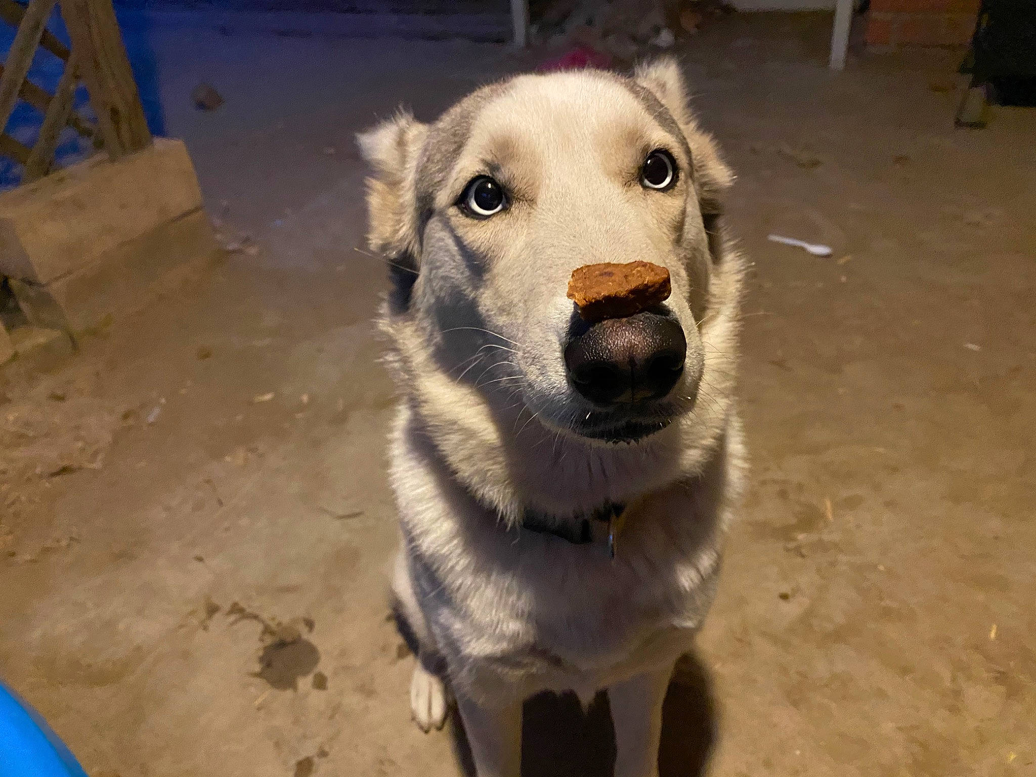 Lexy joined the competition — help win amazing prizes! canidae, carnivore, dog, dog_breed, mammal, rare_breed_dog, snout, sporting_group, street_dog, vertebrate