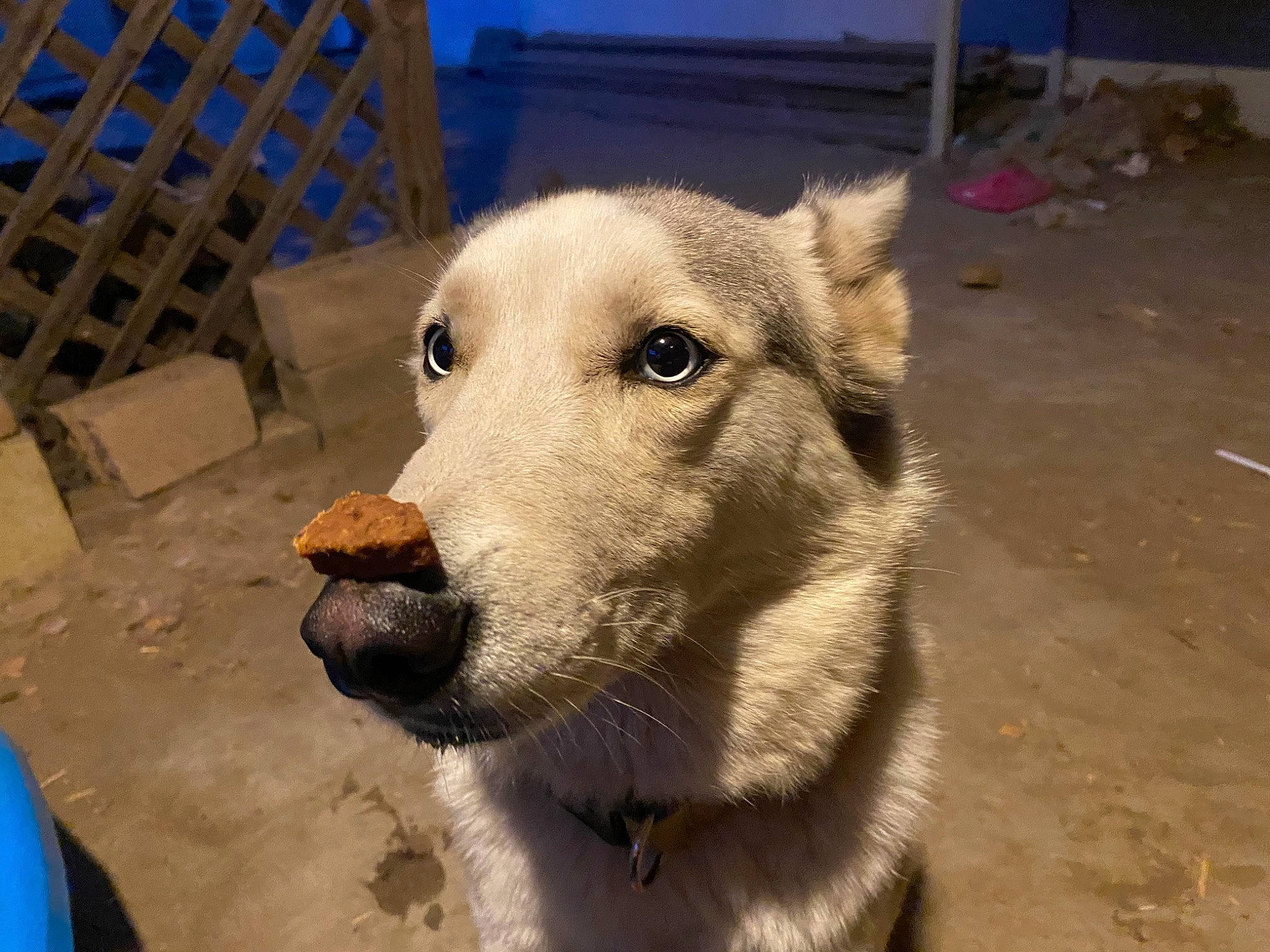 Lexy joined the competition — help win amazing prizes! aspin, canaan_dog, canidae, carnivore, czechoslovakian_wolfdog, dog, dog_breed, fawn, korean_jindo_dog, mammal, rare_breed_dog, snout, street_dog, vertebrate