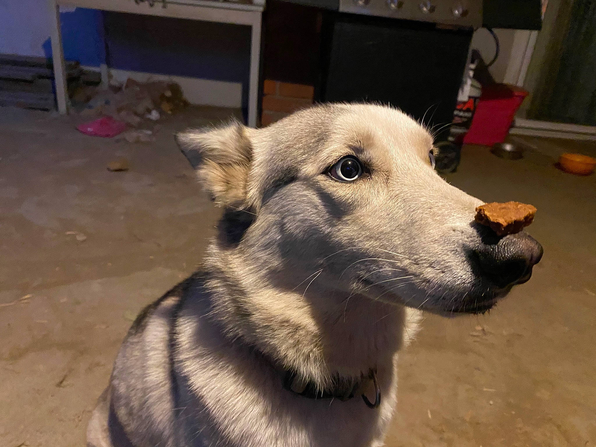 Lexy joined the competition — help win amazing prizes! canidae, carnivore, dog, dog_breed, fawn, mammal, norwegian_elkhound, rare_breed_dog, snout, sporting_group, street_dog, vertebrate