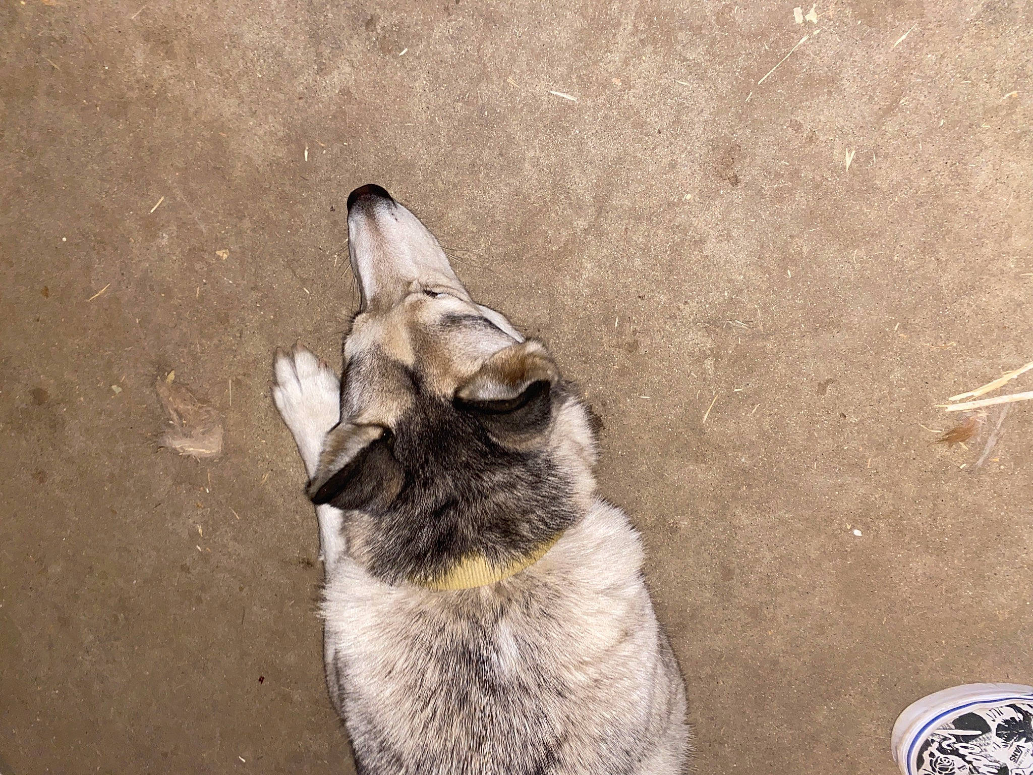 Lexy is registered to the contest to win money with this photo: canidae, canis, carnivore, dog, dog_breed, fawn, norwegian_elkhound, snout, street_dog, wolfdog