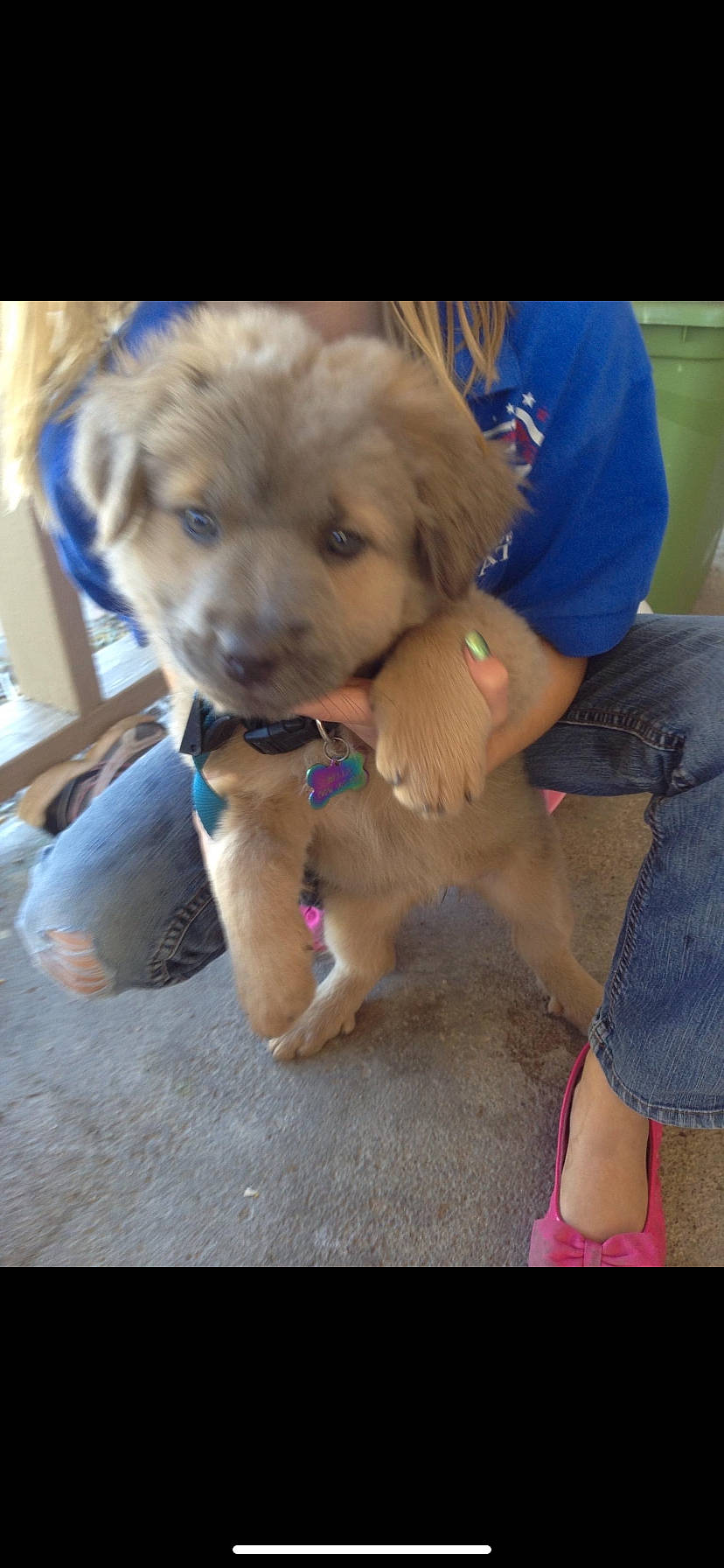 Bella is registered to the contest to win money with this photo: canidae, carnivore, companion_dog, dog, dog_breed, fawn, golden_retriever, mammal, puppy, puppy_love, retriever, sporting_group, vertebrate