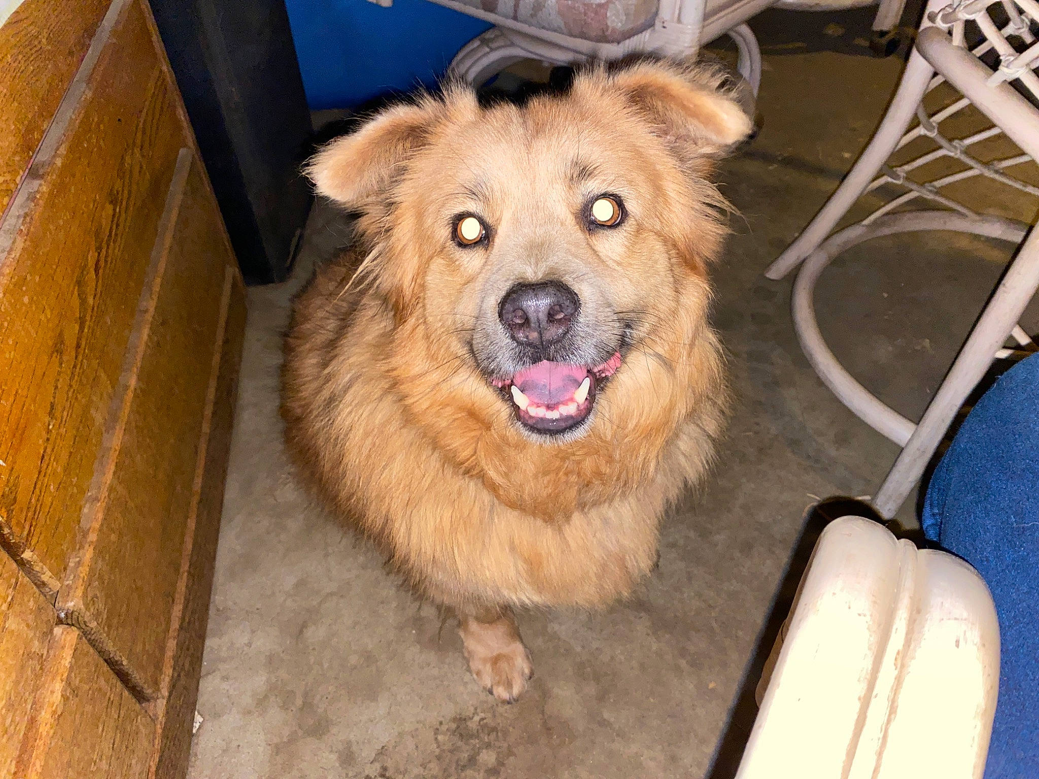 Bella joined the competition — help win amazing prizes! basque_shepherd_dog, canidae, carnivore, chow_chow, companion_dog, dog, dog_breed, fawn, mammal, rare_breed_dog, snout, sporting_group, vertebrate