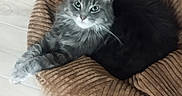 Isis participe au concours pour gagner de l'argent avec cette photo : cat, pet_bed, gray_fur, fluffy, indoor, wooden_floor, cozy, resting, animal, feline, paw, curious, green_eyes, soft_texture, relaxed, cute, domestic_animal, comfortable, striped_bed, looking_at_camera