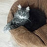 cat, pet_bed, gray_fur, fluffy, indoor, wooden_floor, cozy, resting, animal, feline, paw, curious, green_eyes, soft_texture, relaxed, cute, domestic_animal, comfortable, striped_bed, looking_at_camera