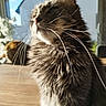 Isis participe au concours pour gagner de l'argent avec cette photo : cat, fluffy, whiskers, sunlight, window, indoor, fur, close_up, pet, domestic_animal, animal, table, feline, portrait, relaxing, home, daylight, muzzle, cute, soft