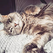 Isis participe au concours pour gagner de l'argent avec cette photo : cat, fluffy, relaxed, lying_down, pet, feline, whiskers, fur, close_up, indoor, cozy, blanket, soft_light, resting, cute, domestic_animal, animal, sleepy, comfort, portrait