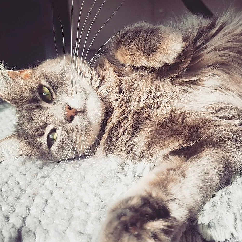 Isis participe au concours pour gagner de l'argent avec cette photo : cat, fluffy, relaxed, lying_down, pet, feline, whiskers, fur, close_up, indoor, cozy, blanket, soft_light, resting, cute, domestic_animal, animal, sleepy, comfort, portrait