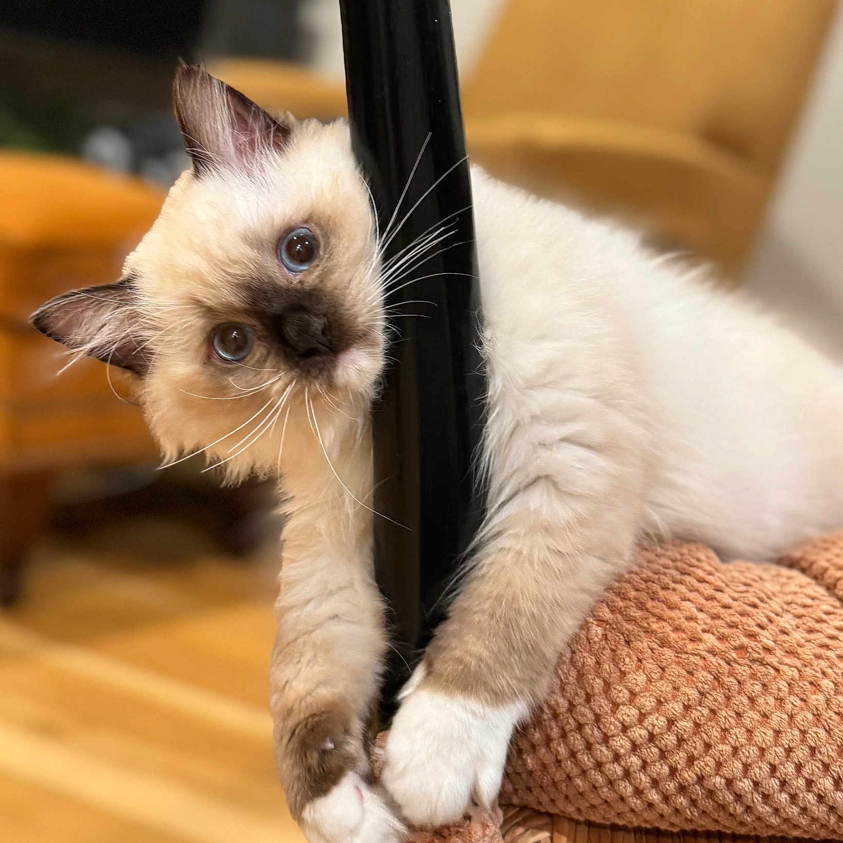 Phoebe is registered to the contest to win money with this photo: cat, blue_eyes, fluffy, indoor, cushion, black_pole, playful, whiskers, furniture, orange, brown, white_paw, wood_floor, close_up, pet, cute, animal, mammal, domestic_cat, relaxed