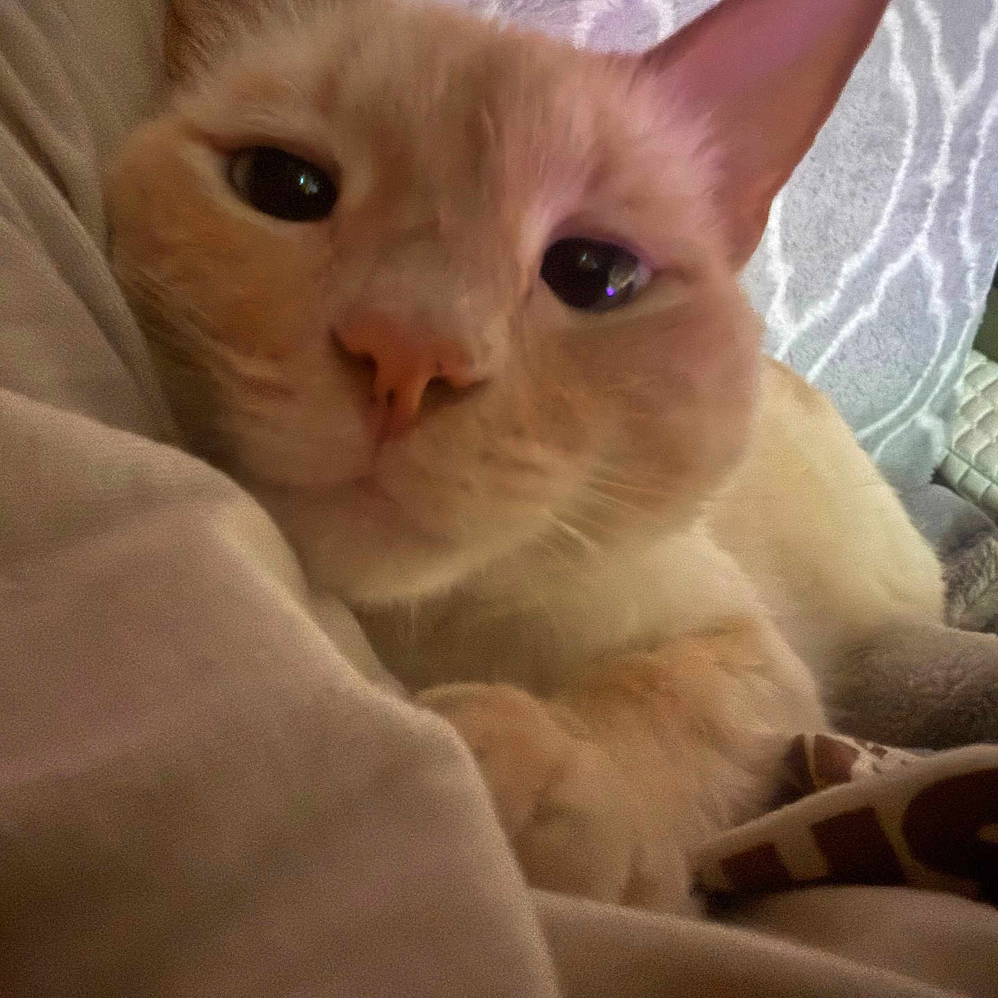 Marshmallow