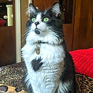 Skadi is registered to the contest to win money with this photo: animal, black_and_white, blanket, cat, close_up, collar, cozy, curious, domestic_cat, feline, fluffy_fur, green_eyes, household, indoor, patterned, pet, portrait, sitting, soft_light, whiskers