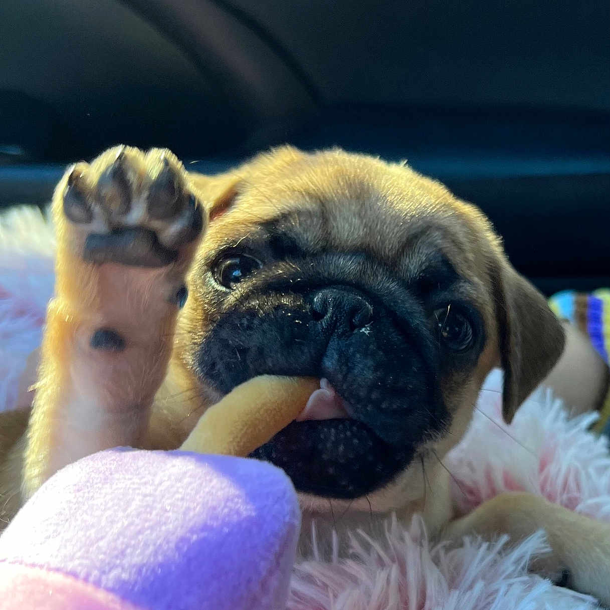 Phoebe Winterbottom joined the competition — help win amazing prizes! animal, black_nose, blanket, car_interior, chewing, closeup, cozy, cute, dog, expression, fur, paw, pet, playful, pug, puppy, snout, soft, treat, young