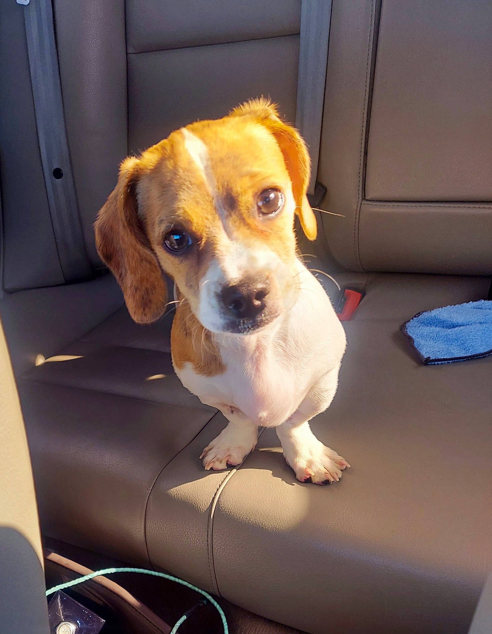 Moto is registered to the contest to win money with this photo: automotive_exterior, automotive_lighting, automotive_mirror, car, car_seat, carnivore, collar, companion_dog, dog, dog_breed, fawn, motor_vehicle, service, snout, steering_wheel, vehicle, vehicle_door, whiskers, windshield, working_animal