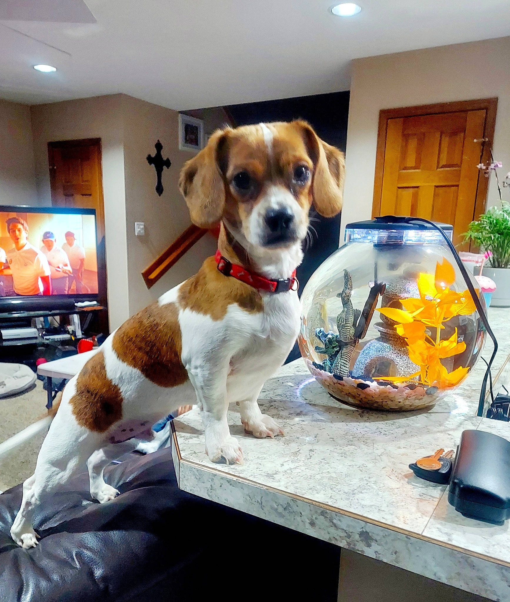 Moto joined the competition — help win amazing prizes! art, cabinetry, carnivore, collar, companion_dog, desk, dog, dog_breed, fawn, flooring, furniture, houseplant, kitchen_appliance, picture_frame, plant, serveware, sporting_group, table, television, window