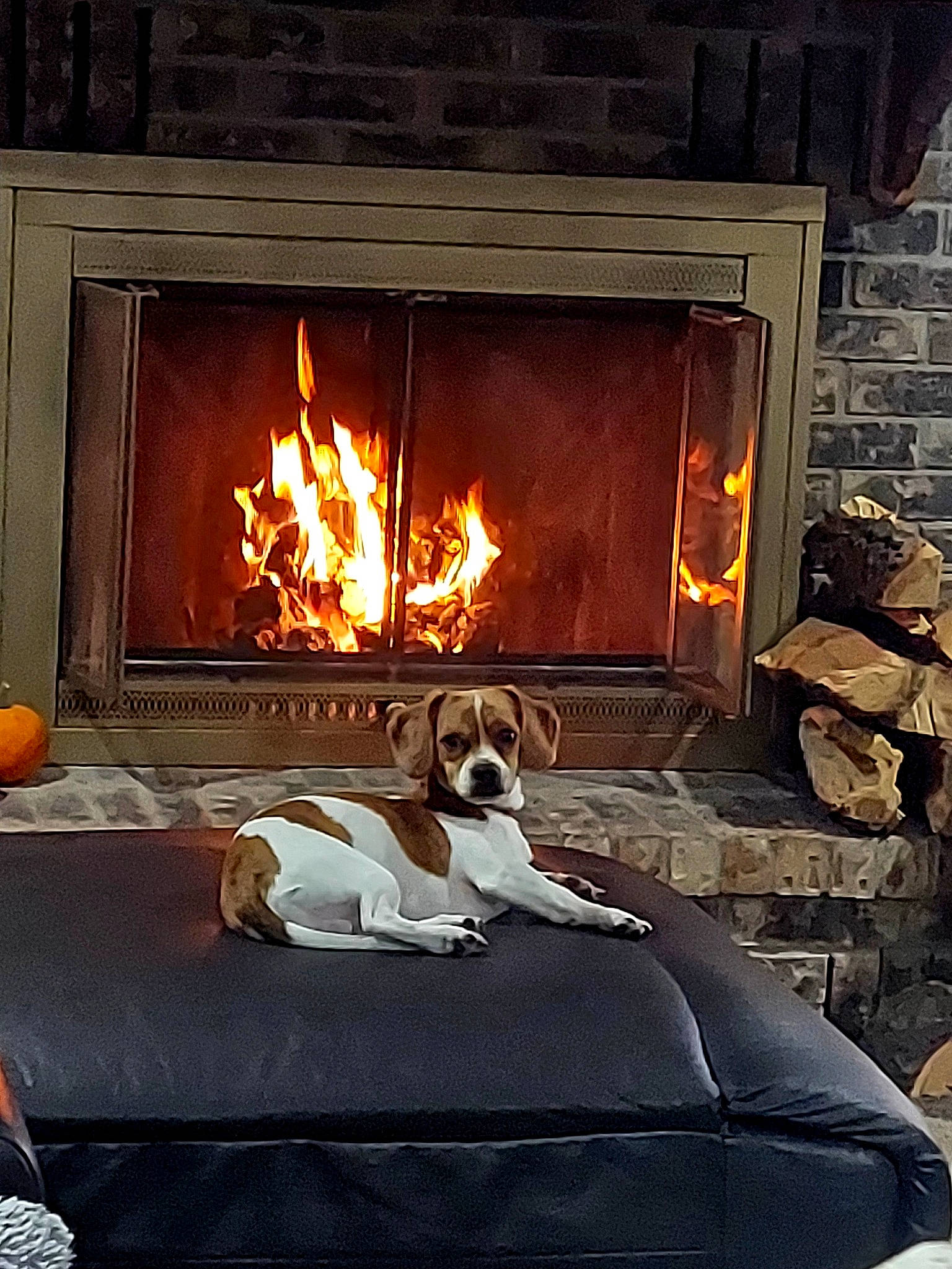 Moto is registered to the contest to win money with this photo: brick, carnivore, comfort, companion_dog, dog, door, fire, fireplace, flame, flooring, gas, hardwood, hearth, heat, living_room, room, tints_and_shades, window, wood, wood_burning_stove