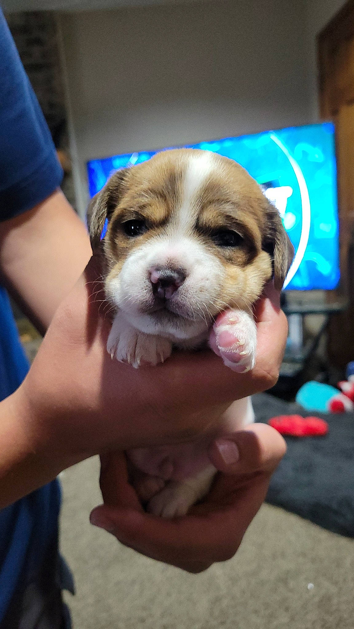 Moto is registered to the contest to win money with this photo: canidae, carnivore, companion_dog, dog, dog_breed, electric_blue, finger, hand, nail, snout, sporting_group, thumb