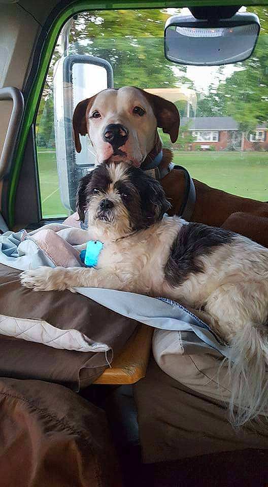 Dino is registered to the contest to win money with this photo: automotive_exterior, automotive_mirror, car, carnivore, collar, companion_dog, dog, dog_breed, dog_collar, family_car, fawn, motor_vehicle, plant, seat_belt, snout, toy_dog, tree, vehicle, vehicle_door, working_animal