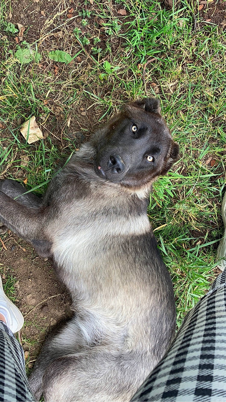 Valak participe au concours pour gagner de l'argent avec cette photo : carnivore, dog, dog_breed, fur, grass, plant, terrestrial_animal, working_animal