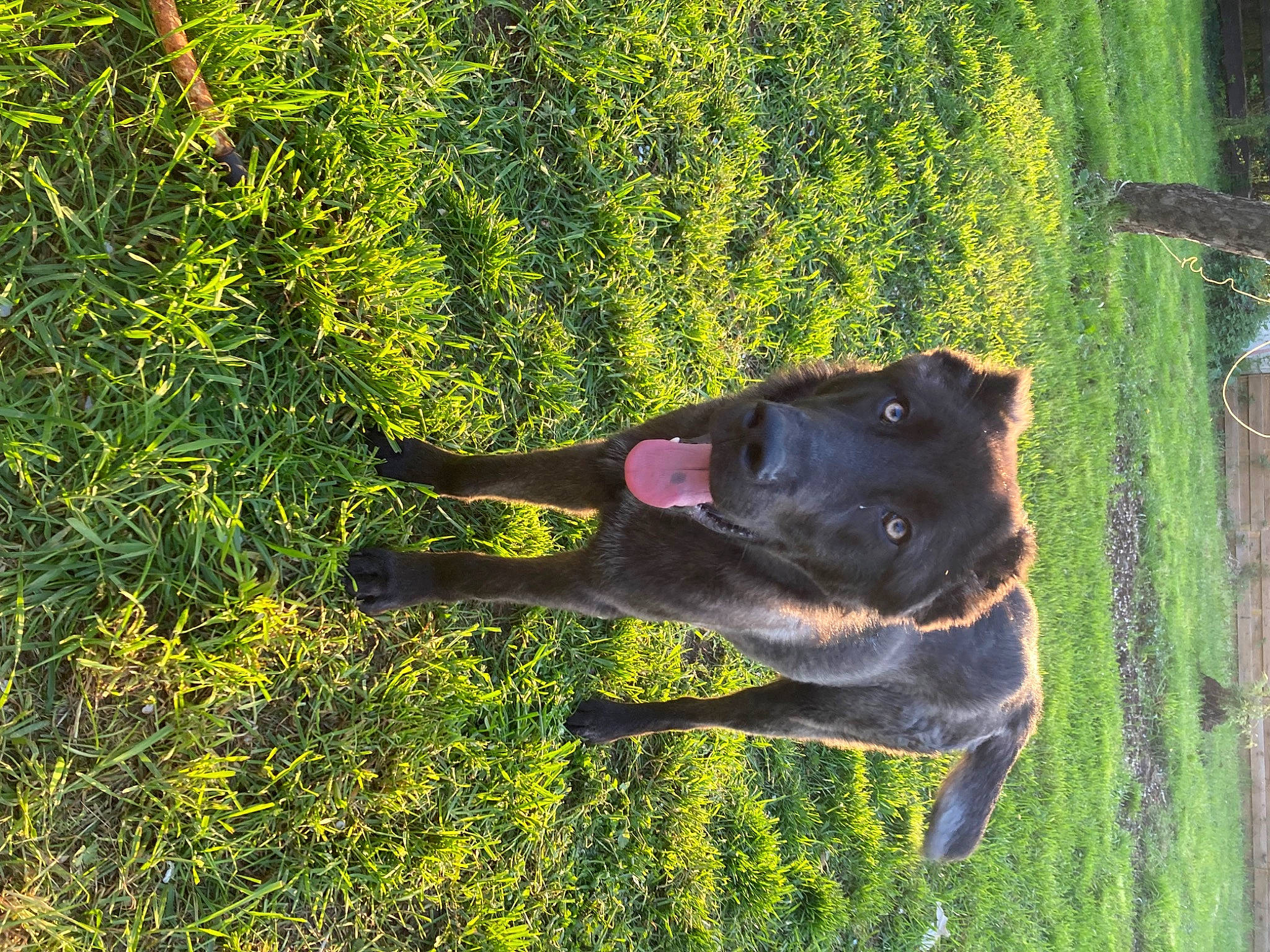 Valak participe au concours pour gagner de l'argent avec cette photo : canidae, carnivore, companion_dog, dog, dog_breed, fawn, grass, grass_family, grassland, groundcover, people_in_nature, plant, shrub, snout, sporting_group, tail, tree, trunk, wildlife, working_animal