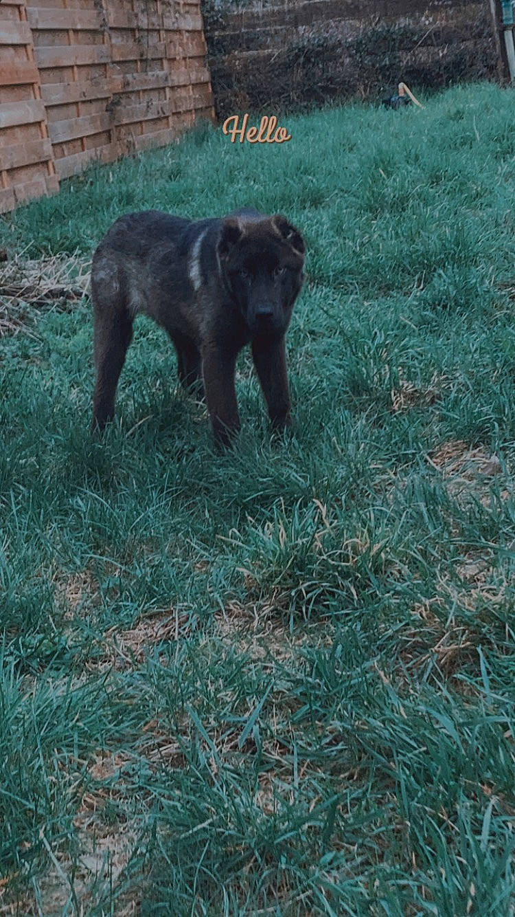 Valak participe au concours pour gagner de l'argent avec cette photo : american_black_bear, art, brick, brickwork, canidae, carnivore, dog_breed, fur, grass, groundcover, hunting_dog, plant, snout, soil, sporting_group, tail, terrestrial_animal, tints_and_shades, wildlife
