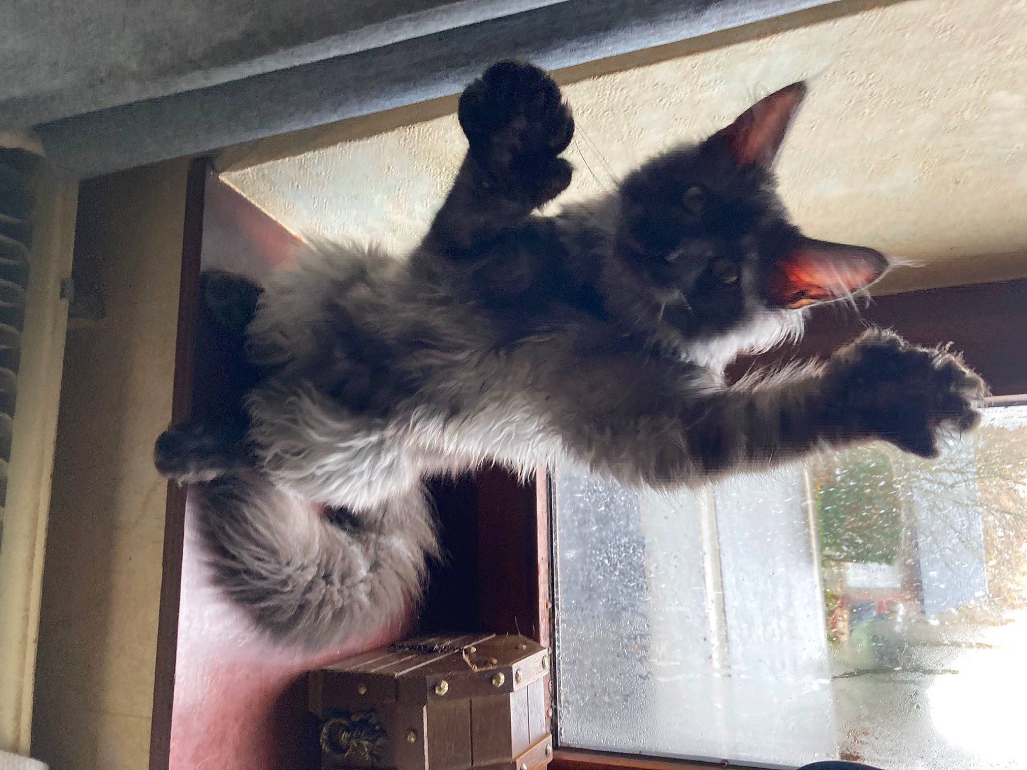Ténor participe au concours pour gagner de l'argent avec cette photo : black_cat, canidae, carnivore, cat, claw, comfort, domestic_short_haired_cat, felidae, foot, fur, paw, small_to_medium_sized_cats, tail, whiskers, window