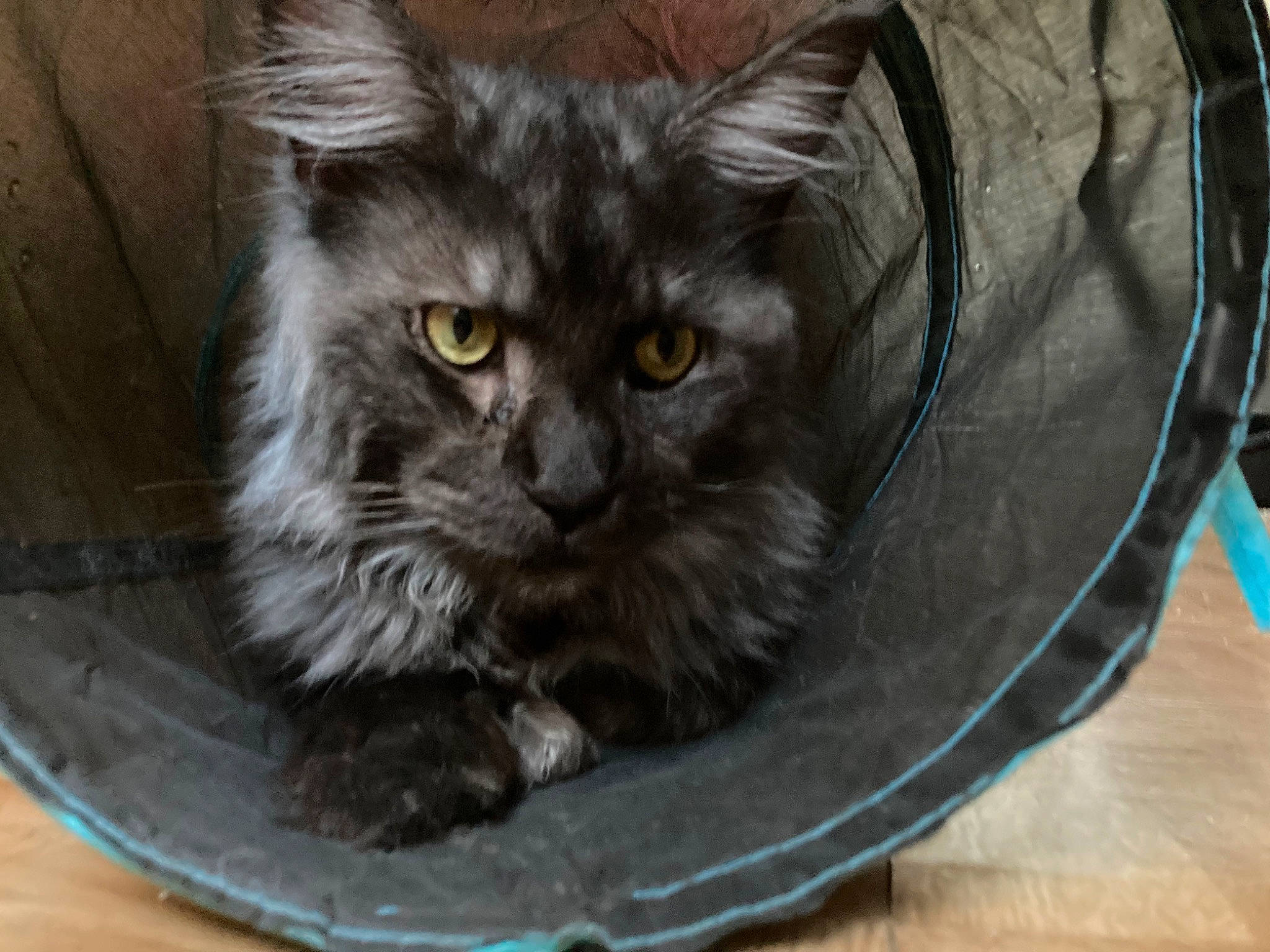 Ténor a rejoint le concours — aidez-le/la à gagner de superbes lots ! animal_shelter, automotive_tire, black_cat, british_longhair, carnivore, cat, cat_bed, cat_supply, circle, comfort, domestic_short_haired_cat, felidae, fur, grey, pet_supply, small_to_medium_sized_cats, snout, tail, terrestrial_animal, whiskers