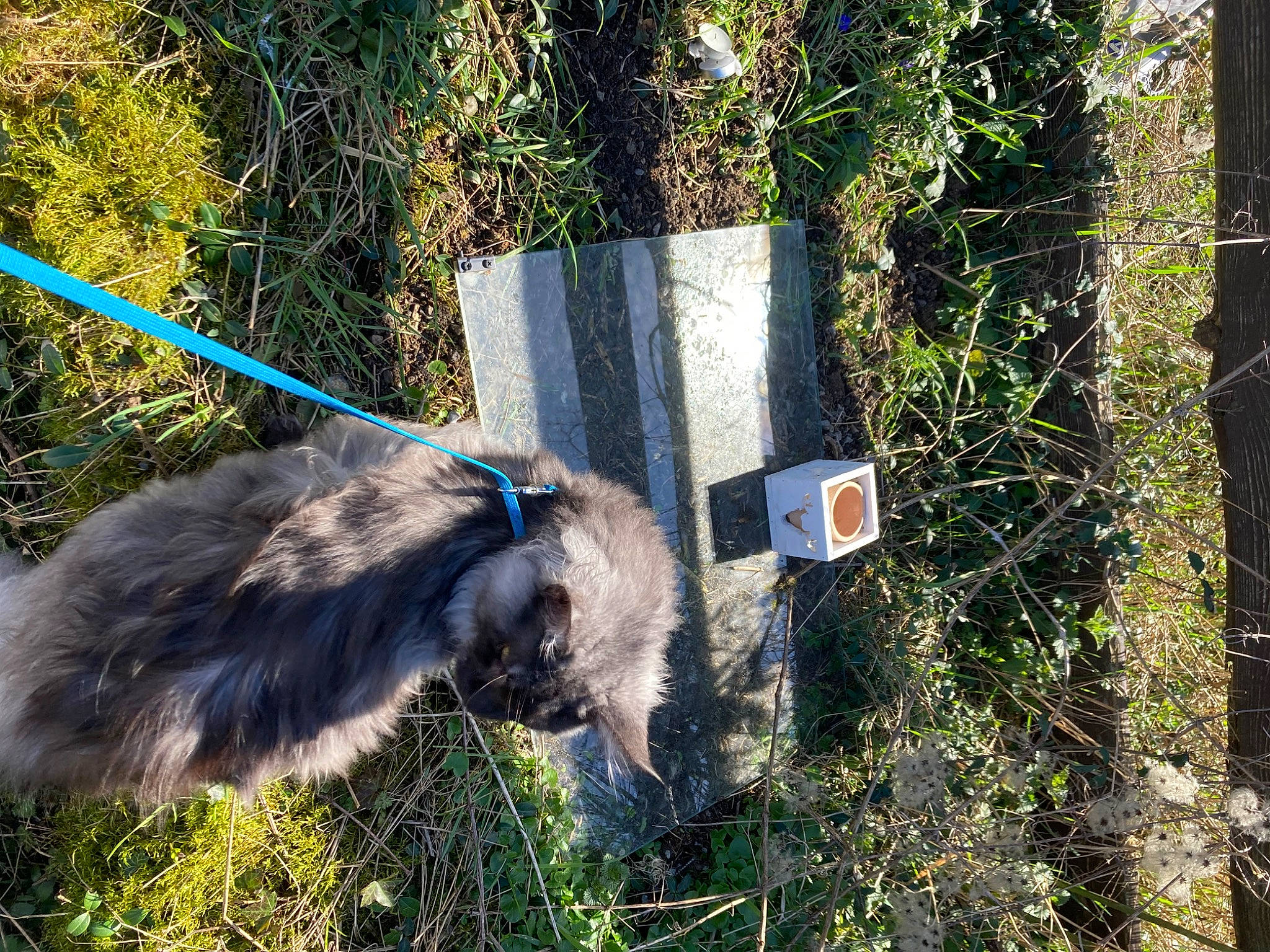 Ténor a rejoint le concours — aidez-le/la à gagner de superbes lots ! canidae, carnivore, companion_dog, dog, dog_breed, flightless_bird, fur, grass, groundcover, herding_dog, plant, shrub, soil, sporting_group, tail, terrier, tree, trunk, wildlife