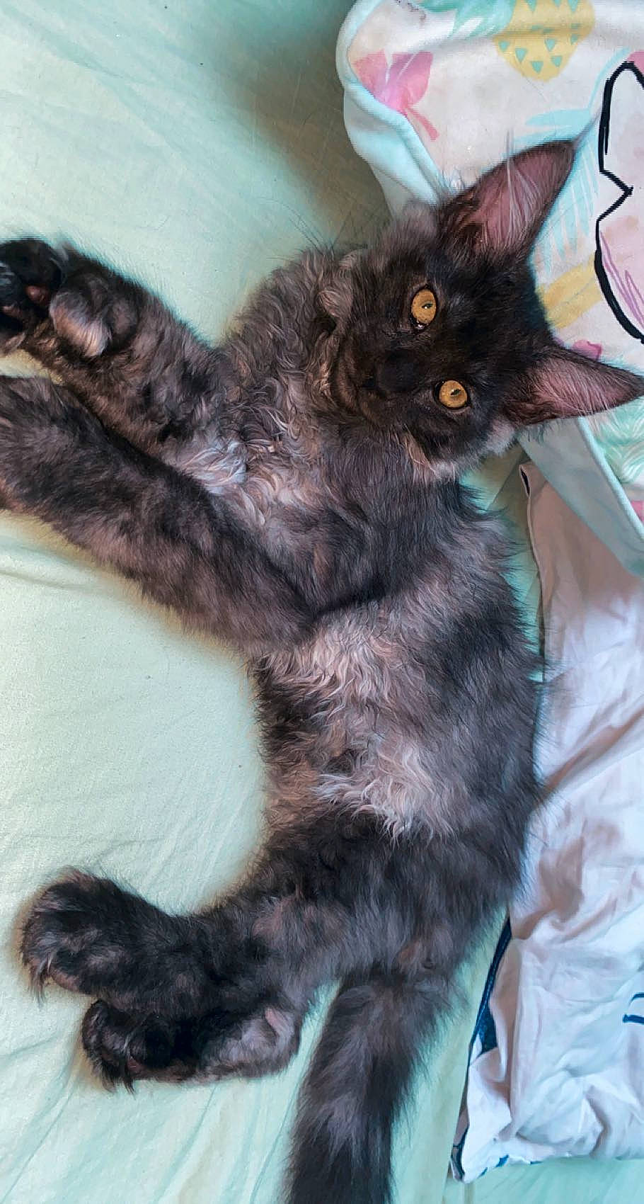 Ténor a rejoint le concours — aidez-le/la à gagner de superbes lots ! black_cat, bombay, carnivore, cat, claw, comfort, domestic_short_haired_cat, ear, felidae, foot, fur, paw, small_to_medium_sized_cats, tail, terrestrial_animal, whiskers